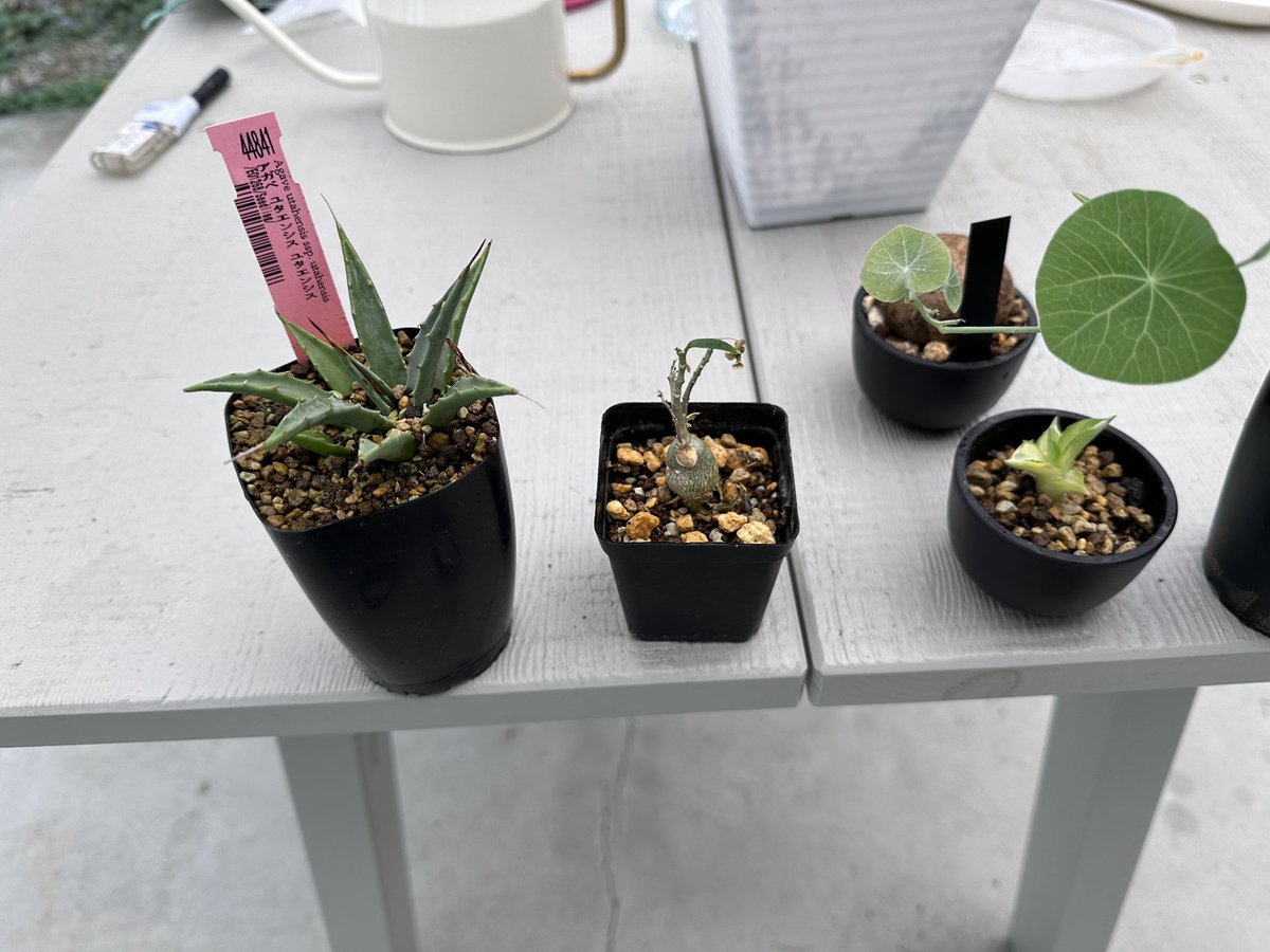 BQeD7LHwJ9TrKaZ's tweet photo. 水やり、日光浴。
曇り😢
#塊根植物
#AGABE https://t.co/h0eVplvlfY