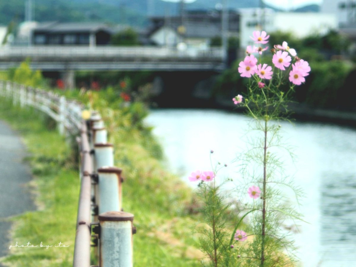 ito1101j's tweet photo. .*･ﾟ　
        川辺の散歩道
                                      .*･ﾟ https://t.co/PIeIEVLdfM