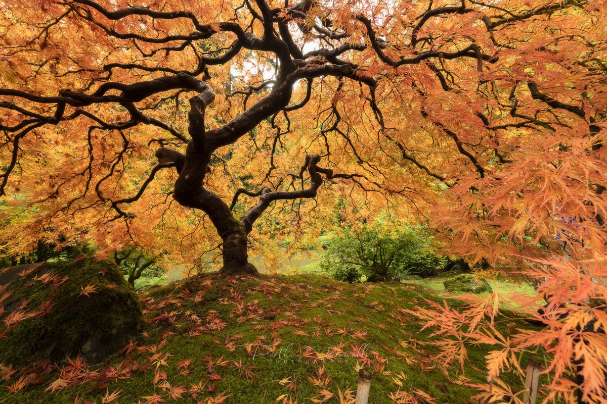 Vibrant autumn hues at the Portland Japanese Garden's Japanese Maple tree. 🍁🍂 

#portland #oregon #japanesegarden #earthporn #earth #earthfocus #earthpix #earth_shotz #fantastic_earthpix #natgeo #yourshotphotographer #natgeotravel #fall #fallcolors #naturelovers