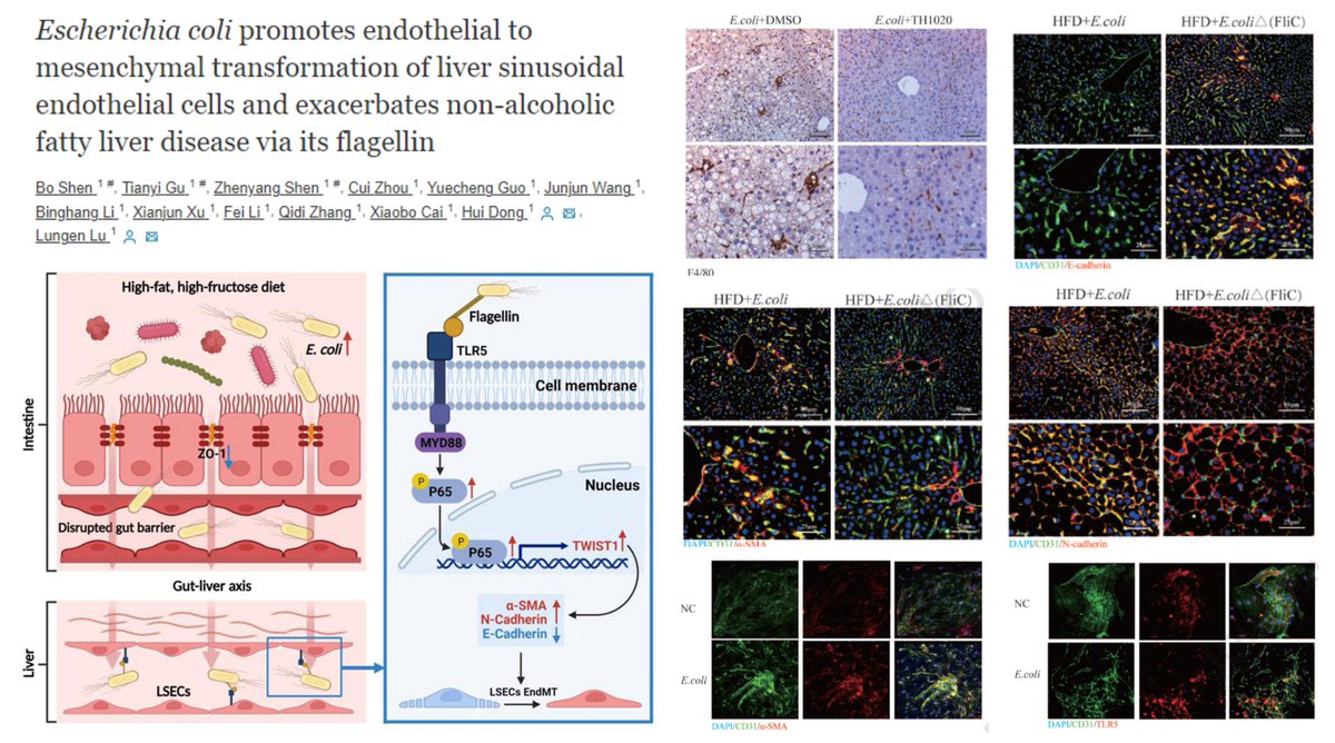 #GutMicrobiota #EndMT

E. Coli #Flagellin-> 
#EndMT #LiverSinusoidalEndothelialCell
Steatosis Inflammation Fibrosis #NAFLD
TLR5/Myd88/Twist1

But why E-cadherin instead of VE-Cad?😑
And figure indexing……

Dr. Hui Dong, Lungen Lu labs @AGA_CMGH 2023
sciencedirect.com/science/articl…