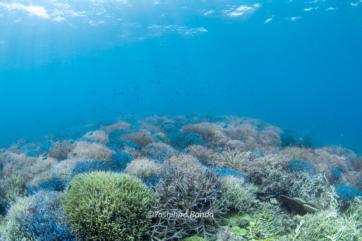 banchan12's tweet photo. 珊瑚の森
夏の思い出
#西表島 #水深12m #透明度30m #Diving #水中ワイド #underwater_Photo #Nikon #D850 #z330 #fisheye15mm @hidamari_studio https://t.co/wR5bwWftNJ