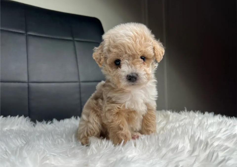 ExtraaAf's tweet image. Everyone meet Chicken!🍗 🤍
#puppymom #boy #toypoodle