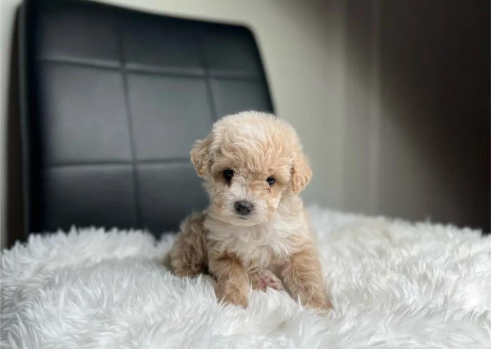 ExtraaAf's tweet image. Everyone meet Chicken!🍗 🤍
#puppymom #boy #toypoodle