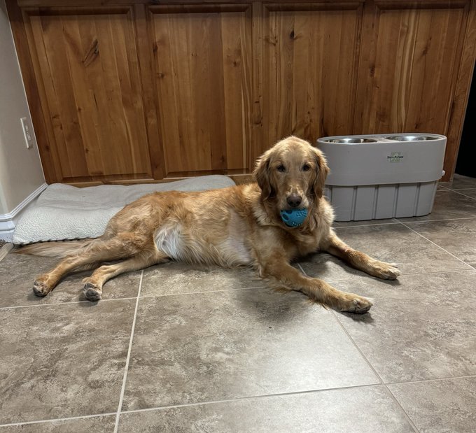 #dailypic #abigail #abbythegolden   Her current mood 🐾❤️🐾 https://t.co/N0nOHiKttq<a href="/tag/dailypic"class="tags">#dailypic</a><a href="/tag/abigail"class="tags">#abigail</a><a href="/tag/abbythegolden"class="tags">#abbythegolden</a>