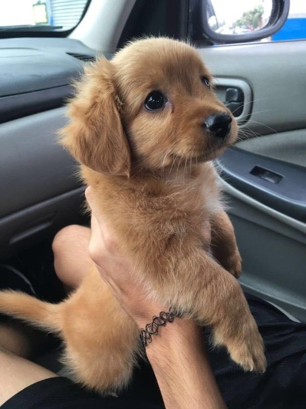 💖 (@twaniimals) on Twitter photo 