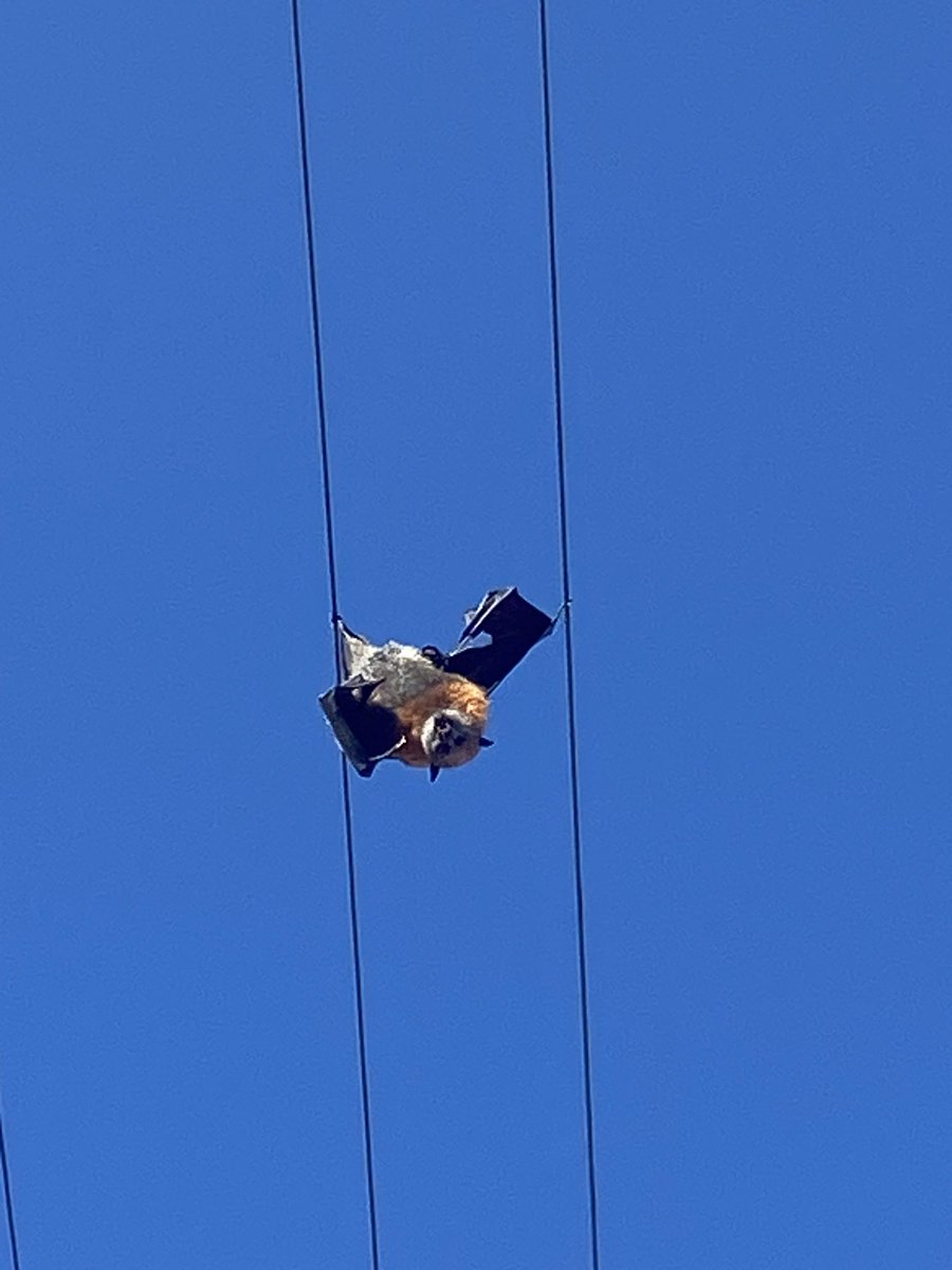 margokingston1's tweet photo. The electrified bat over the #Comboyne polling booth. https://t.co/S8VMjVajvr