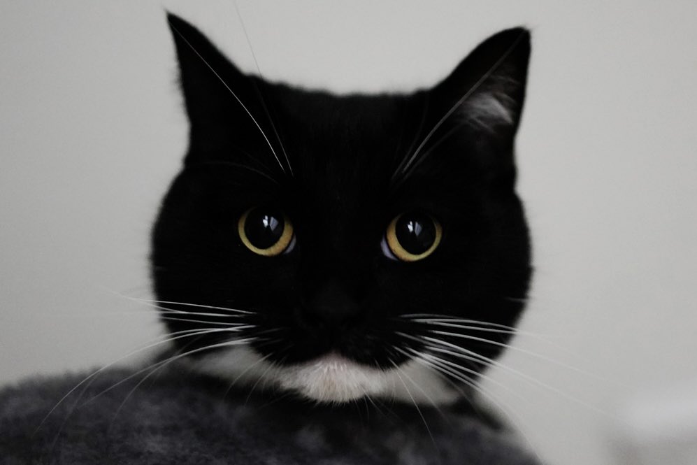 unicouniuni3's tweet image. 何でそんなに丸っこいの？

Uni, why are you so round? :3