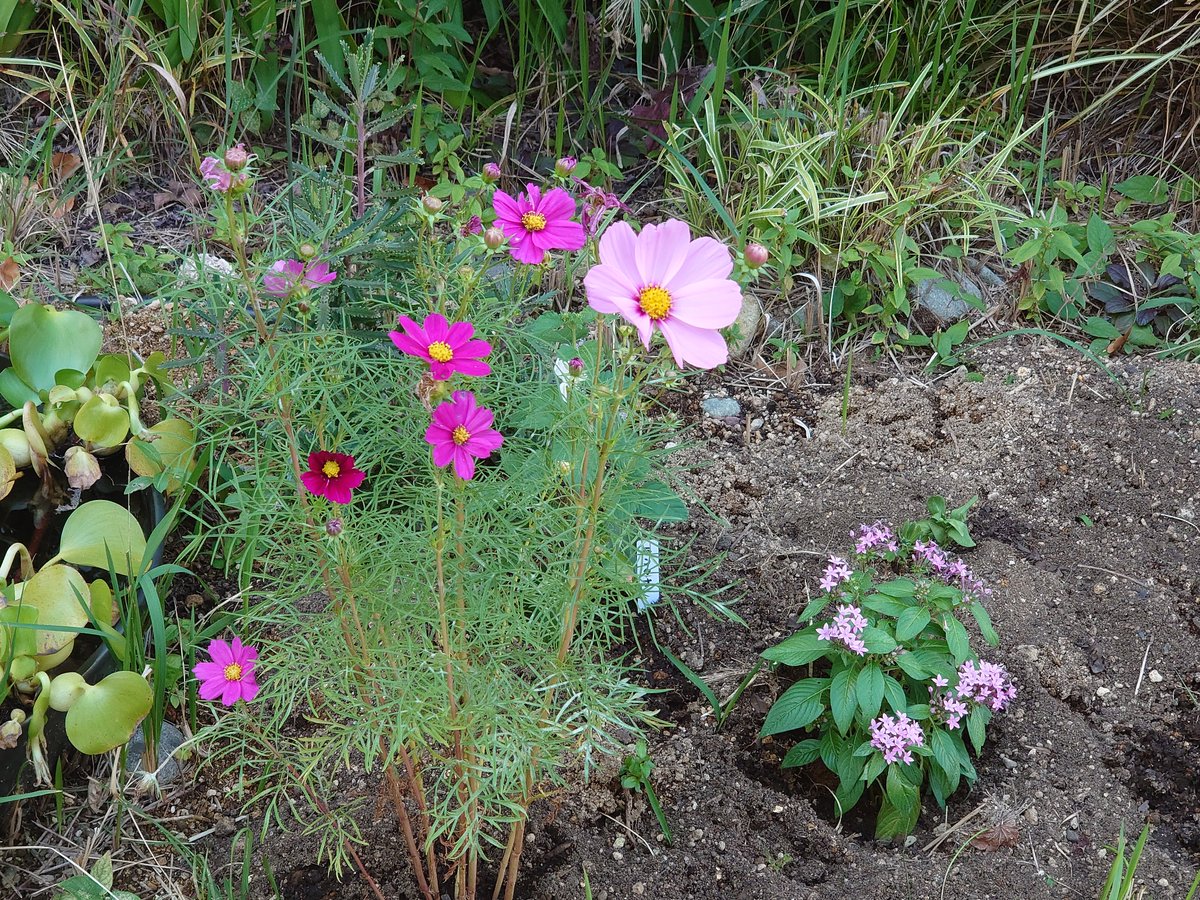 koji_principal's tweet photo. 10月　ようやく秋らしくなり、ルーフガーデンにも花が集い始めました。体育館側ではキンモクセイが満開で学校中が甘い香りに包まれています。（L）コスモスが元気に開いています。（R↑）ハーブガーデンではバジルが盛りです。（R↓）綿花の蕾がパンパンに膨らんでいます。 https://t.co/lsYdlOcj5s