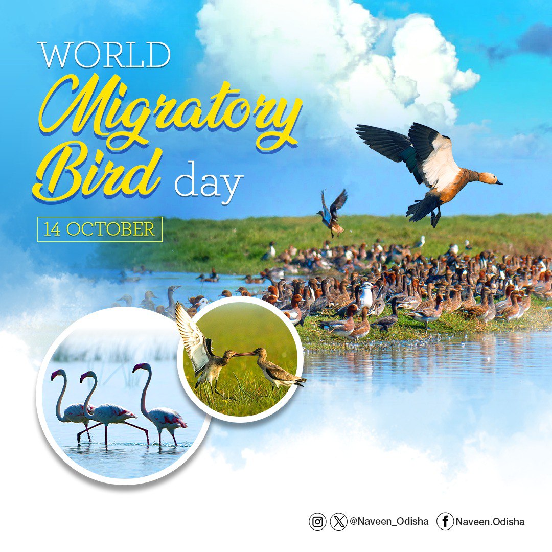 Migratory birds serve as the ambassadors of nature and are significant for ecological harmony. On #WorldMigratoryBirdDay, reaffirm commitment to protect #Odisha’s unique wetlands & aquatic ecosystems along the migratory routes used by the birds to feed, breed and raise their…