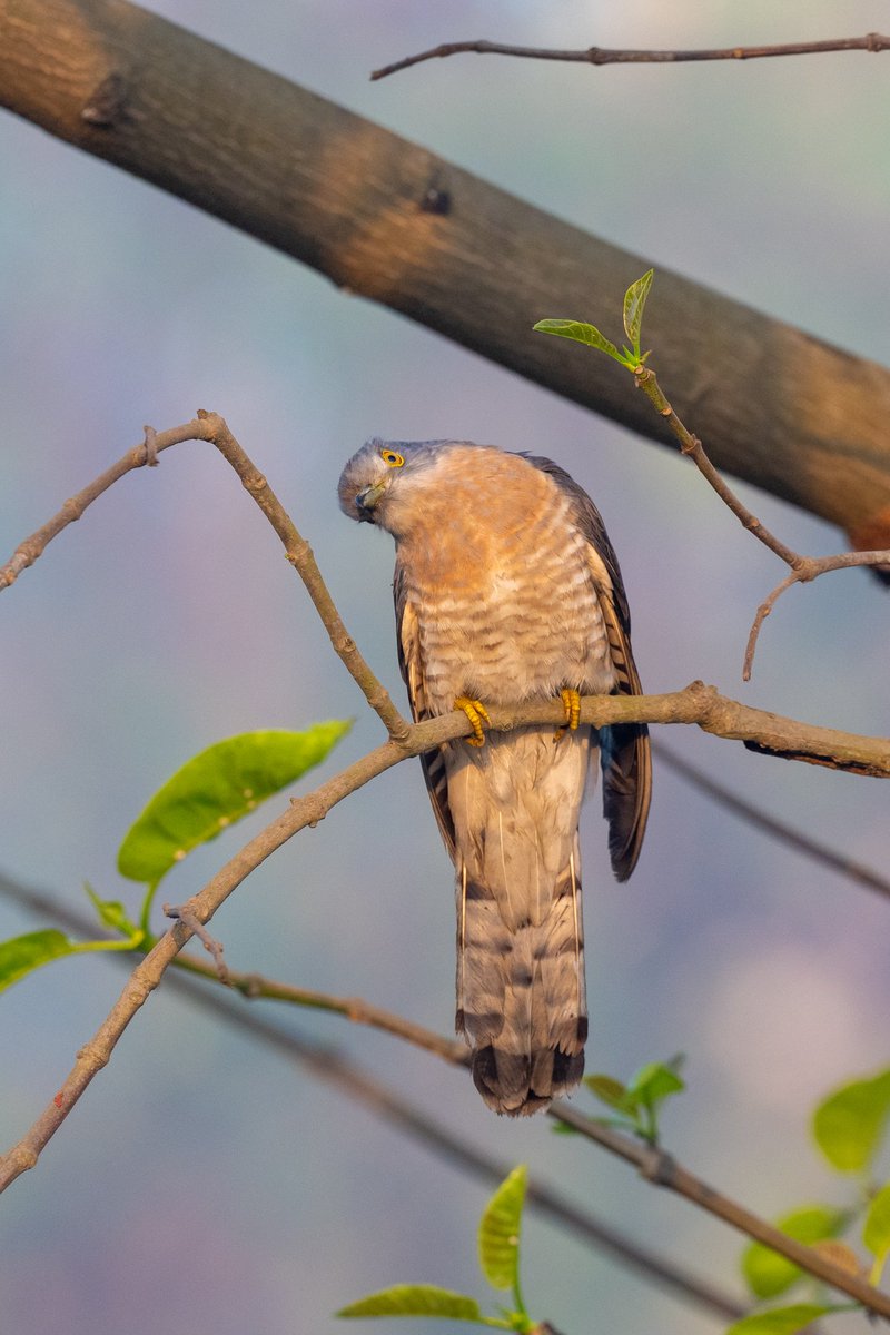 shotsbynavin's tweet photo. This Common Hawk-cuckoo gives #quizzical look to the camera lens.
Kolkata
February 2023
#BirdsInHabitat #IndiAves #natgeoindia #BBCWildlifePOTD #ThePhotoHour #BirdsSeenIn2023 #TwitterNatureCommunity #TwitterNaturePhotography https://t.co/cHfCtd32pY