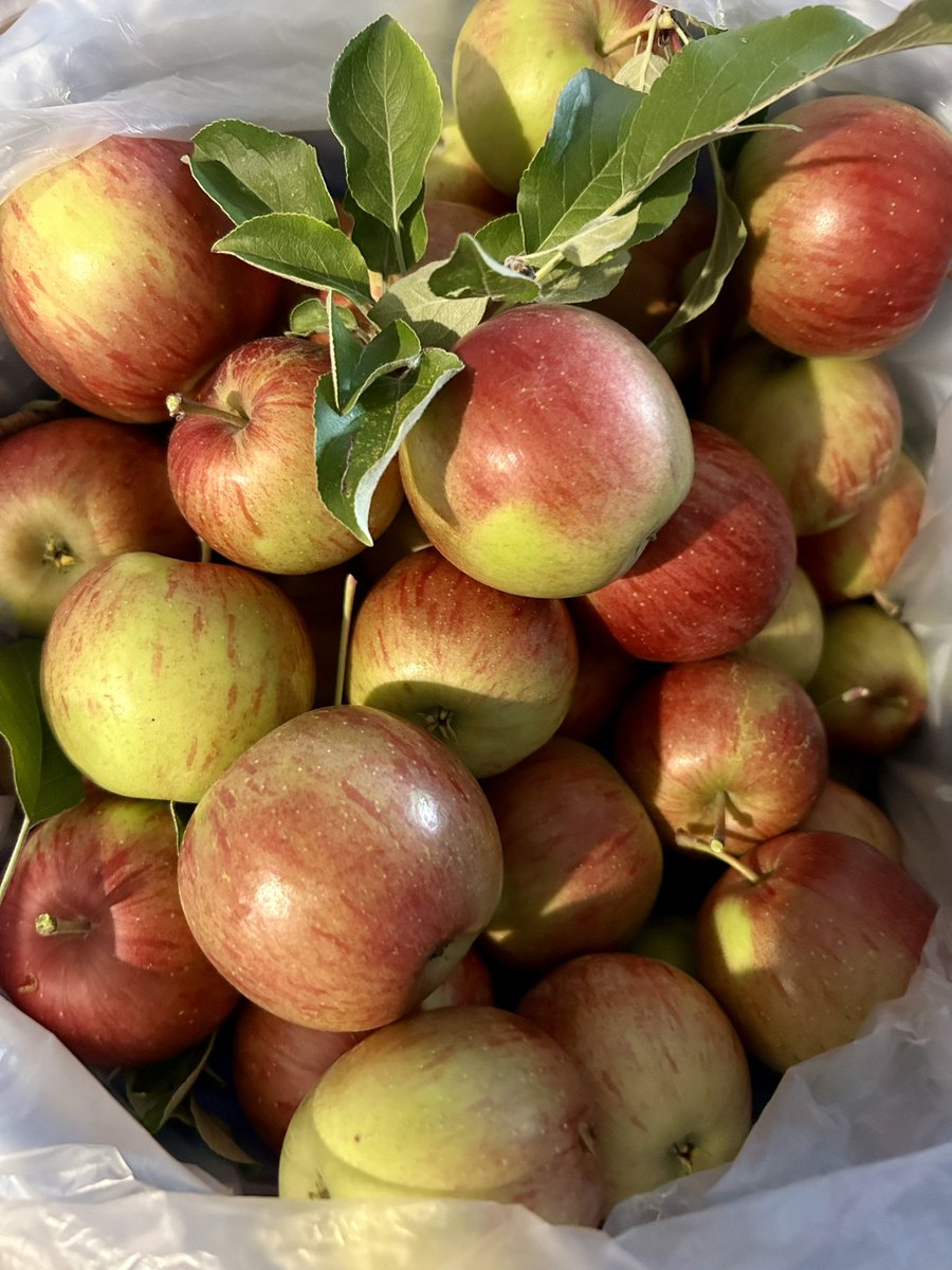 DGeekly's tweet photo. Apple season is here 🥰… 4 buckets full off one tree so far and 3 gallons of cider made. Lots more picking to do this weekend and lots of apple sauce and pie filling to make. 😅 #Fall2023 #apples https://t.co/2qllag9e8G