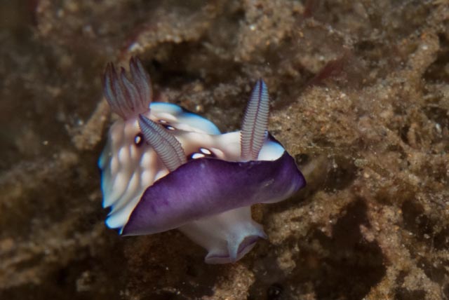 #FridayFaces (slightly delayed) 3 #nudibranchs and some #marinedebris since we're approaching #Halloween ...#ocean #biodiversity