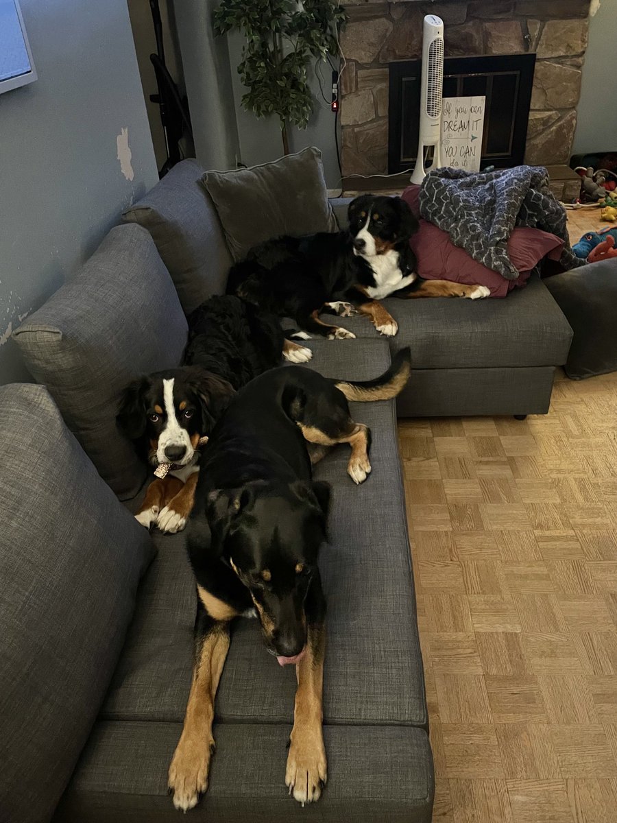 colintheleeder's tweet photo. Canine Couch Takeover!!
#BerneseMountainDog #BernWeiler #DogsOfTwitter https://t.co/hLzIetPaxy