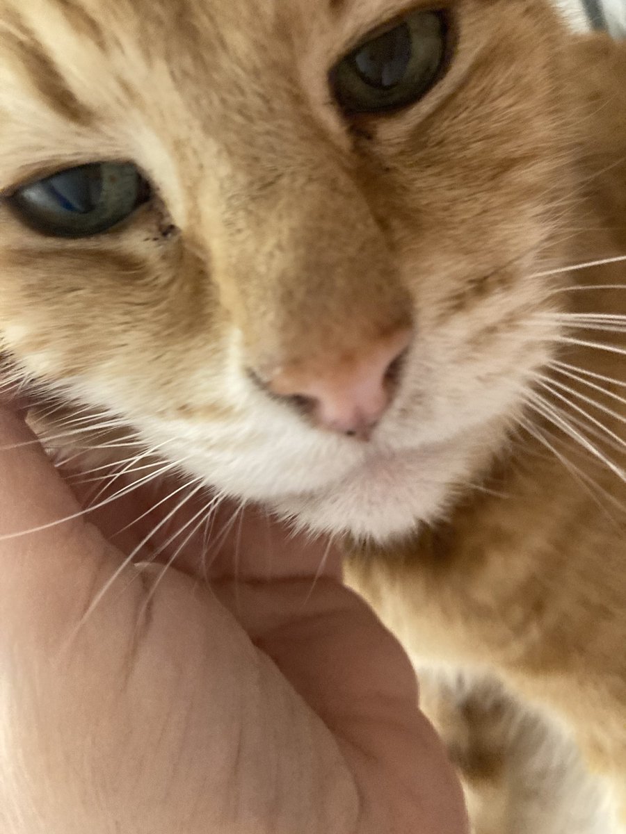 Hi, #catsoftwitter, I'm back! 

It's been a looong few weeks, and it's a long story featuring dark and stormy nights, creepy basements, and a lot of truly lovely humans.

Keep following me, and Mum and I will share the story...