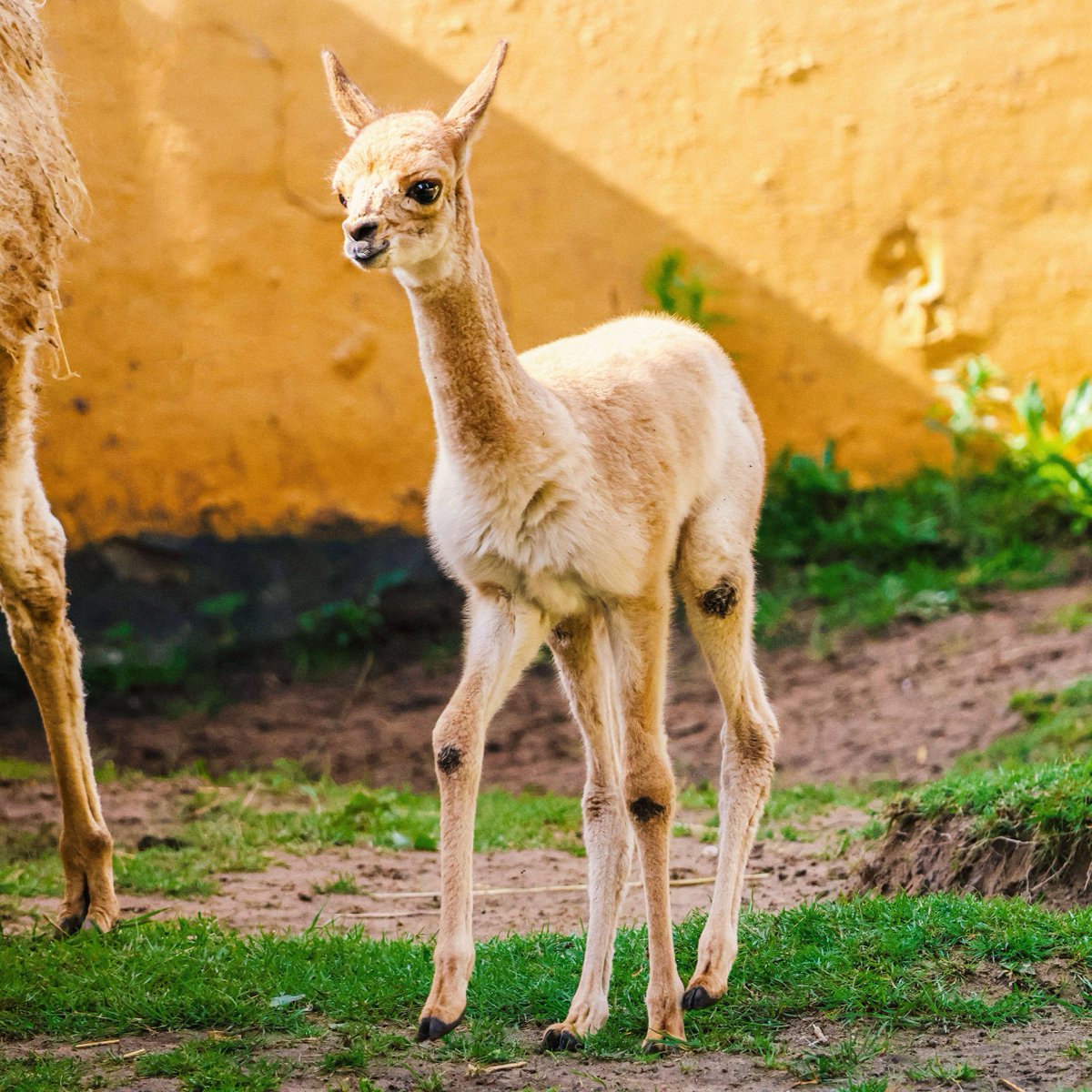 October Fiesta is in full swing... Come and join in the fun with us 😍💀🦋

📆 14 - 22 October
📆 28 October - 5 November

twycrosszoo.org