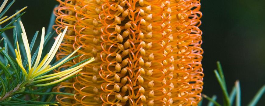 De status van plantensoorten wereldwijd dlvr.it/SxQtM4