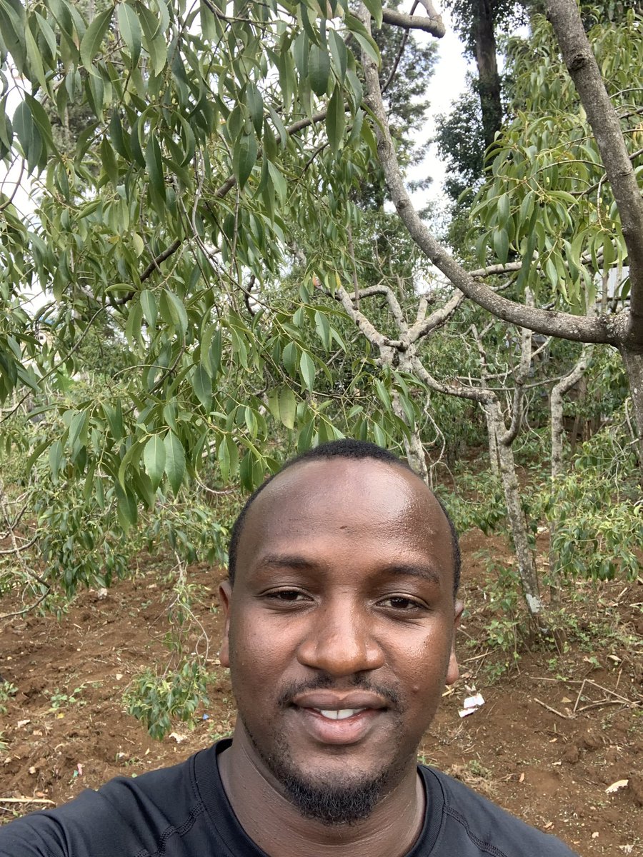 martinkim17's tweet photo. Miraa (khart) is one of the highest paying crops in Kenya.  Famously planted in Meru county in Maua. Did you know people are paid to guard the crops day and night? #sustainableagriculture. https://t.co/eXYBGwScc1