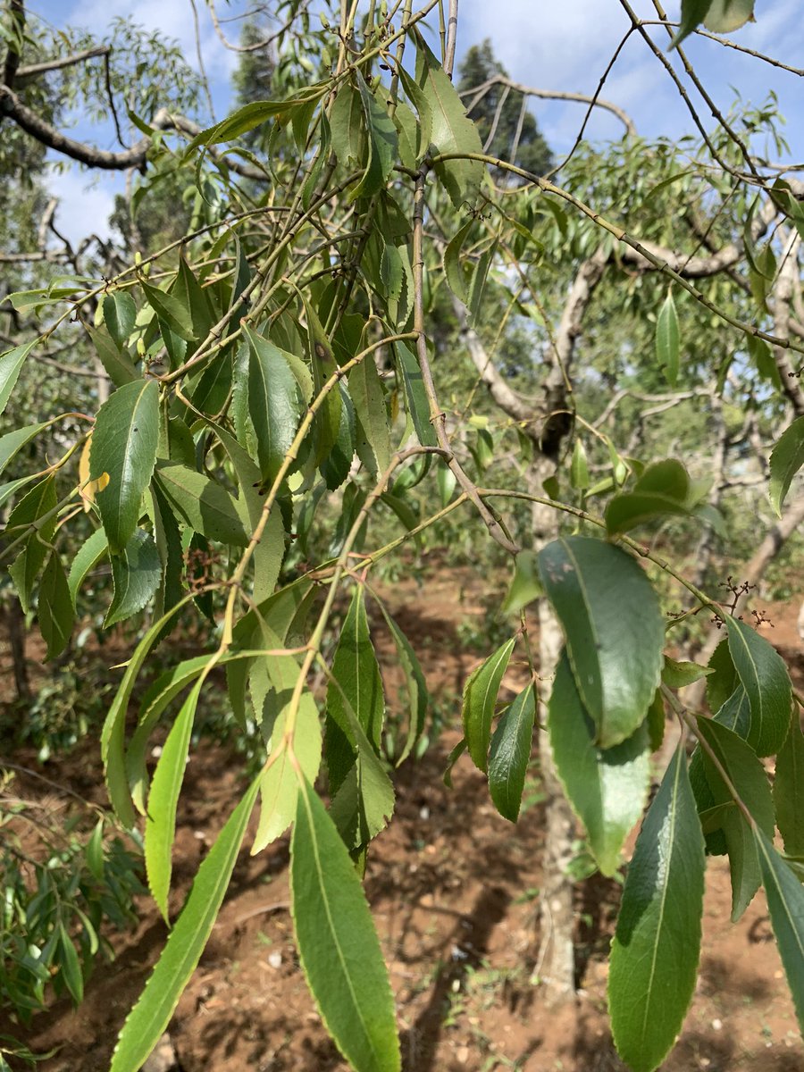 martinkim17's tweet photo. Miraa (khart) is one of the highest paying crops in Kenya.  Famously planted in Meru county in Maua. Did you know people are paid to guard the crops day and night? #sustainableagriculture. https://t.co/eXYBGwScc1