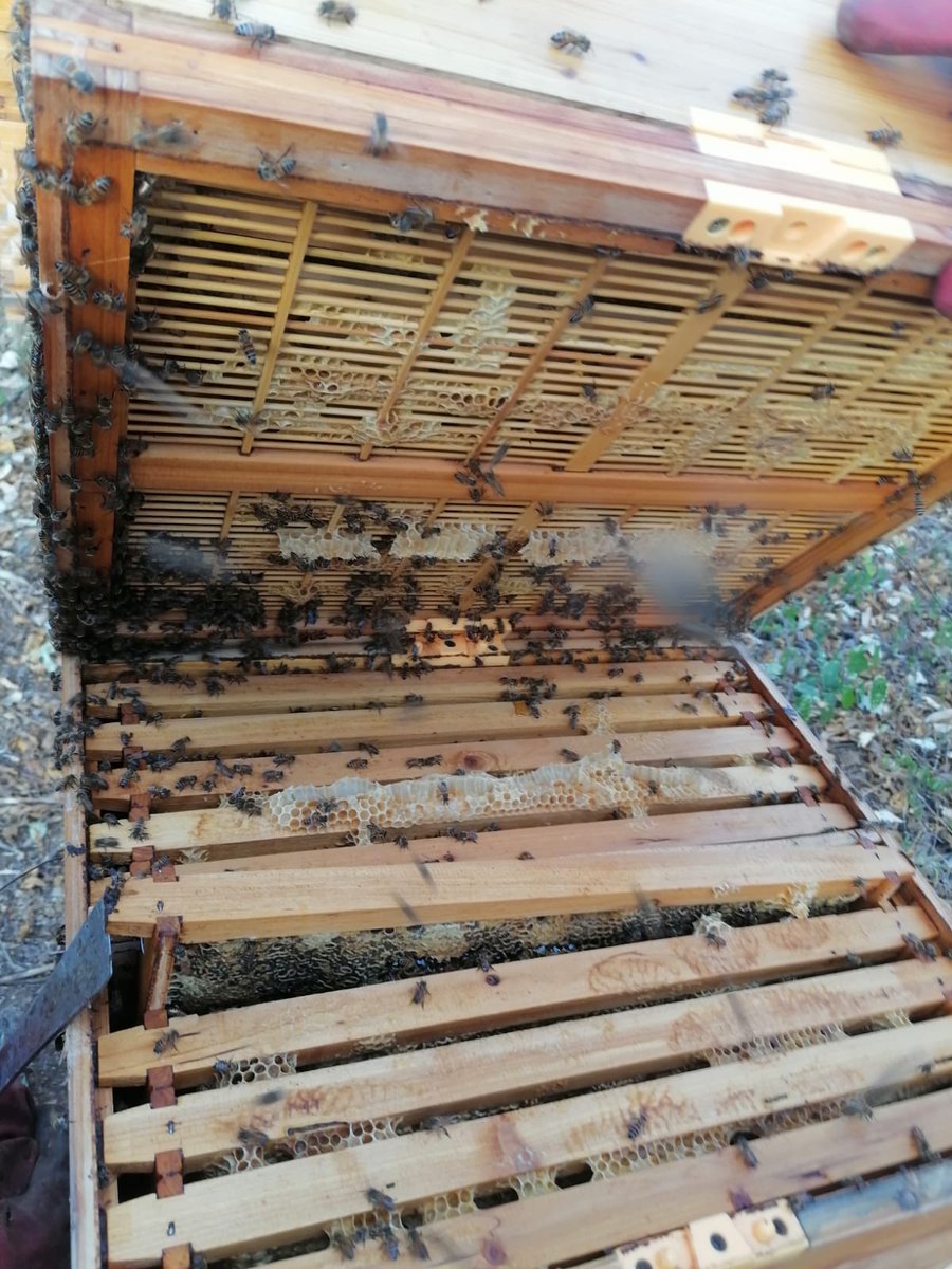 UgandaHive's tweet photo. Checking Out Clients Beehives and Placing Supers

🍯🐝Get Optimal Beehive Management Services Maximizing Honey Production  Get This Services Dial #Acacia 0778 805 123 | +256  759 665 604 https://t.co/whB4gKle0w