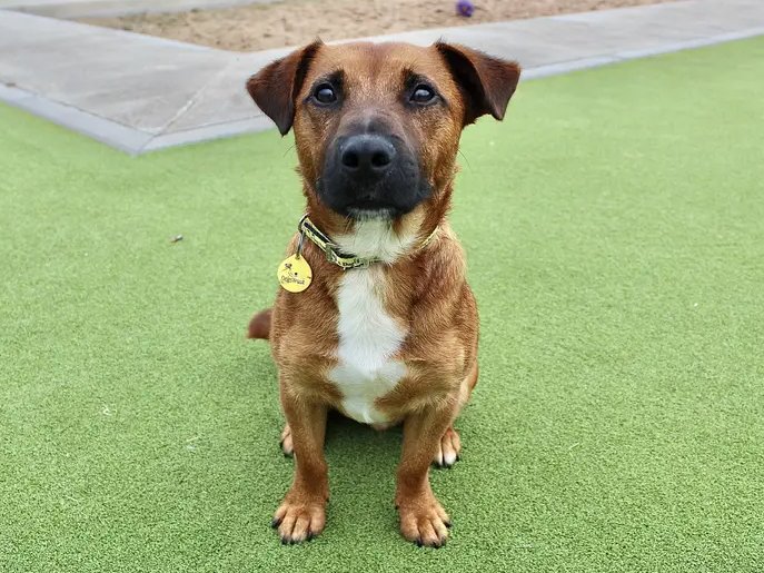 Please retweet to help Mac find a home #EVESHAM #WORCESTERSHIRE #UK 

FAMILY PET, small Terrier cross aged 1-2. He can live with children of primary school age as the only pet in the home. He's good in the car and will make a 'cracking companion'😀✅

DETAILS or APPLY👇
