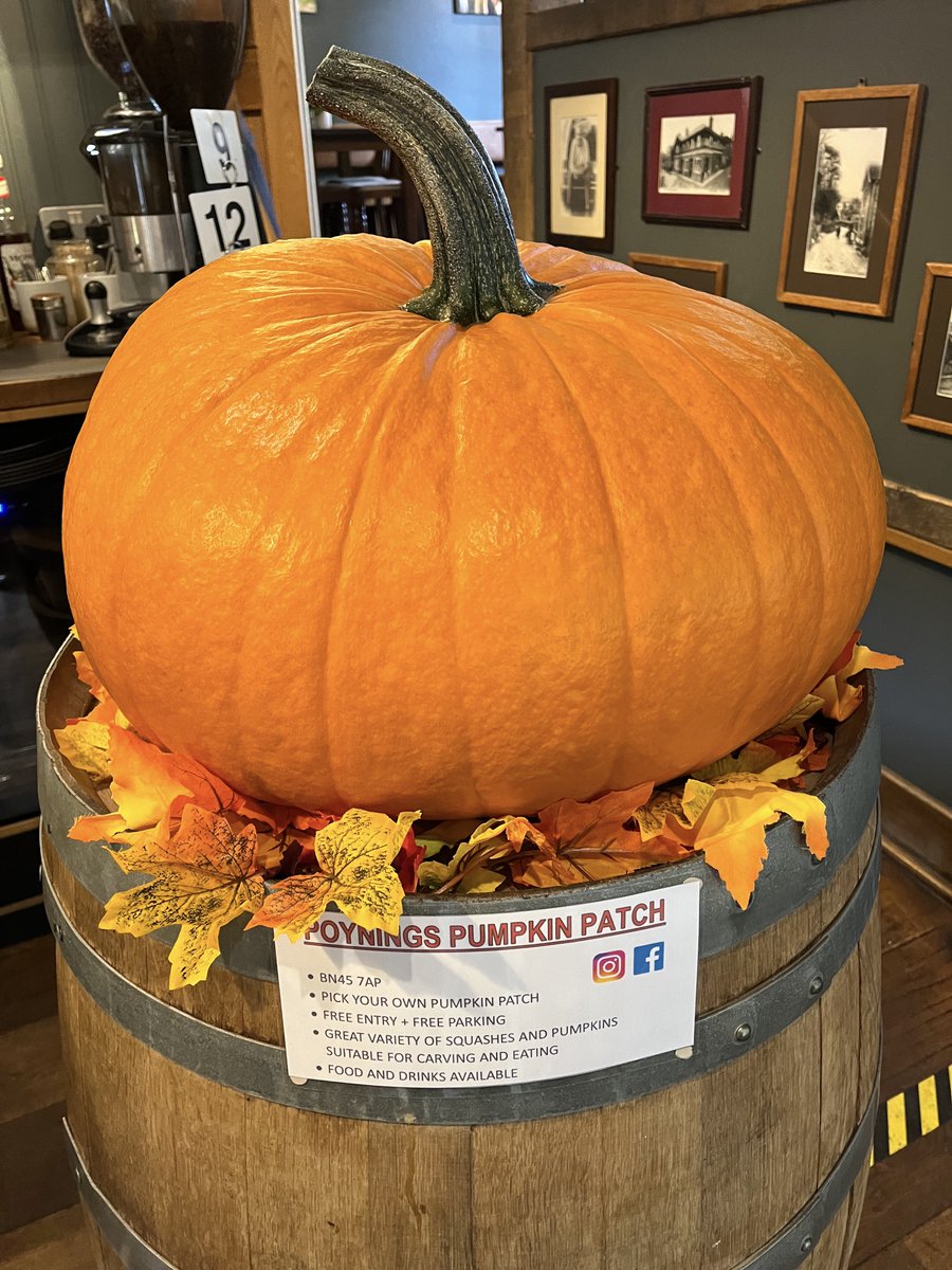 ROPoynings's tweet photo. The sun is shining and we're open all weekend! 🎉

So why not pop on down to @poyningspumpkinpatch, then come on over to the Royal Oak for lunch, dinner or drinks and see the World's* biggest pumpkin! 🎃

* Okay, maybe not the World's, but Poynings! 😊 https://t.co/pcyjeEGmtA