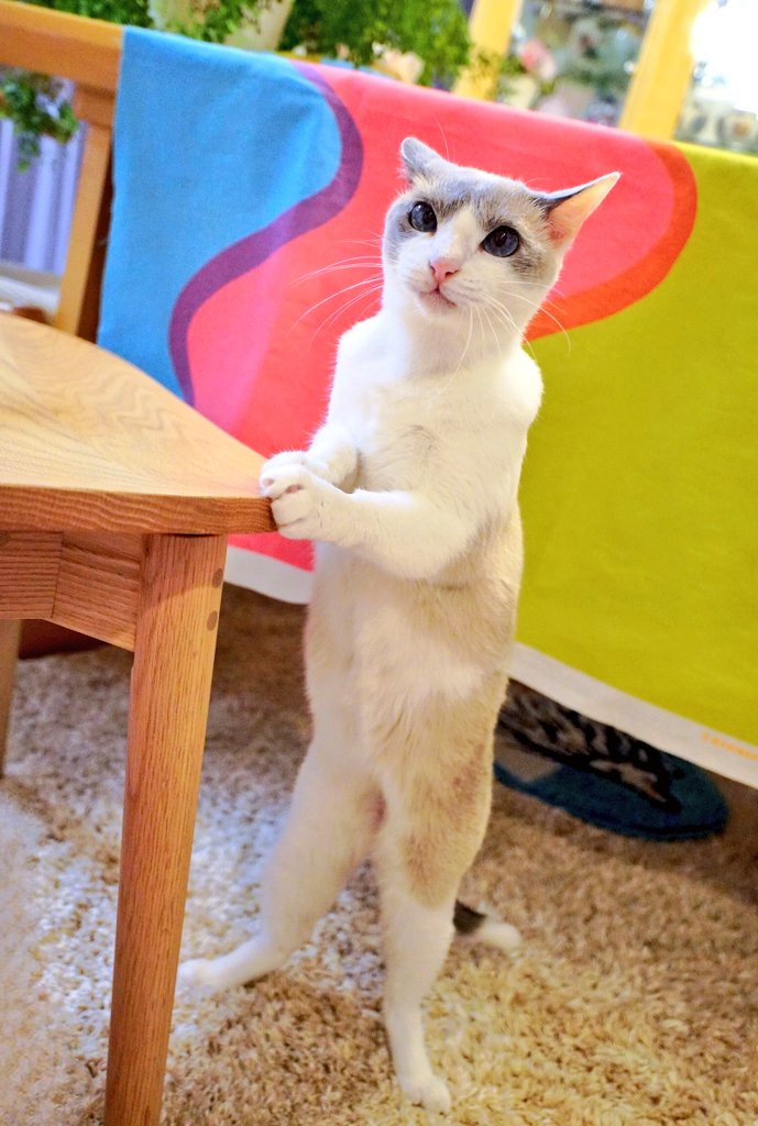 全力でおやつ待ちしてる姿が
可愛すぎた、特に肩の膨らみ見て❤