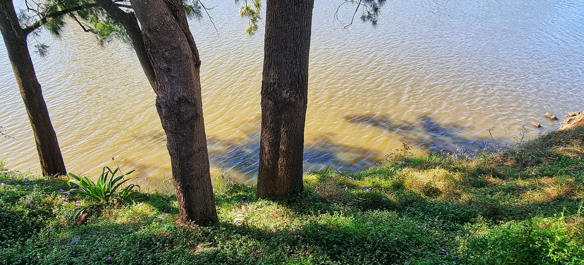 dodona777's tweet photo. I'm feeling teary. I look at the water, shadows of trees play over the top. Listening 2 music &amp; from out of the blue feelings erupt. I'm not sad...just feeling whatever is here. Mind you the Beatles song, "In My Life" can raise stuff. Where are all my old lovers, friends? Sigh... https://t.co/tsLAKwMNhH