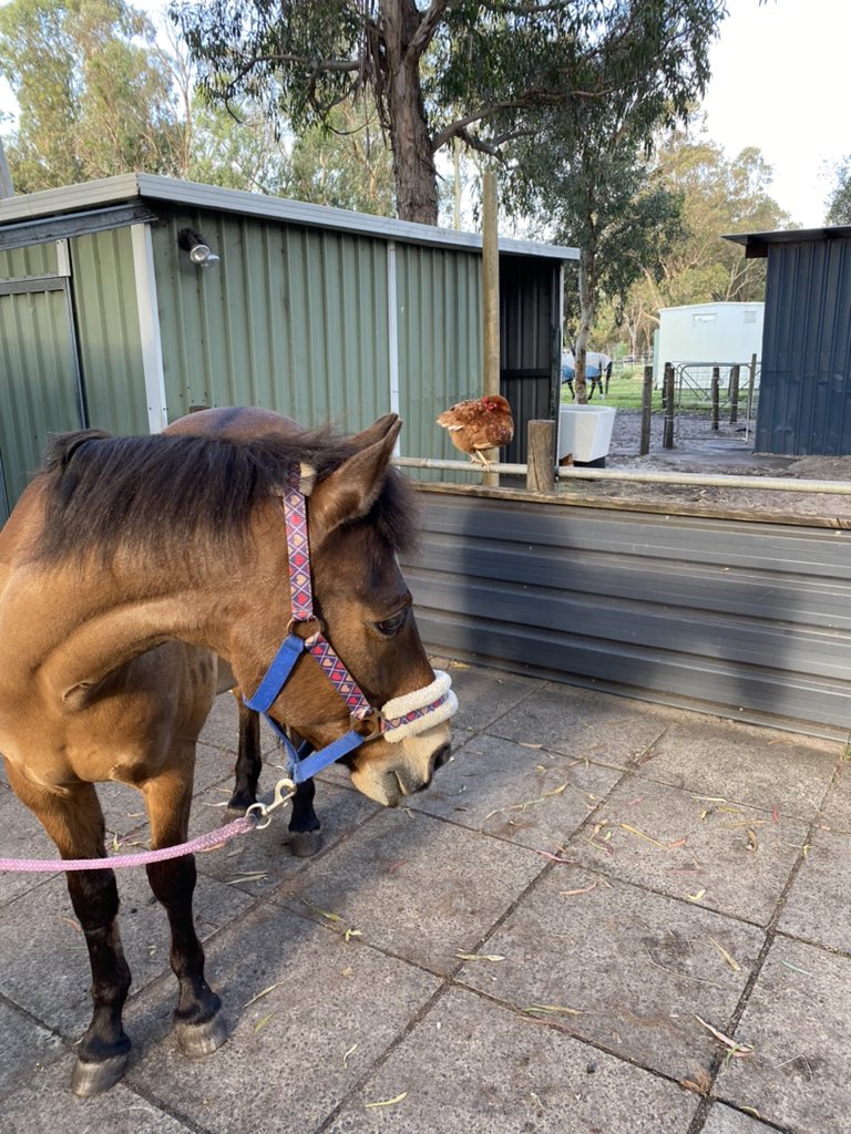 Tim_JohansenUAE's tweet photo. What did the #pony say to the #chicken? ….
#CountryLife #ThisIsWA https://t.co/bhCXPRtZr3