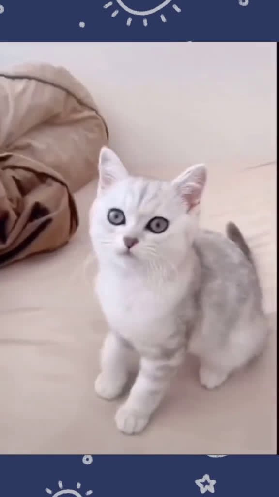 Brandon18691980's tweet photo. #purrfect_tale https://t.co/8agVPdvKoF