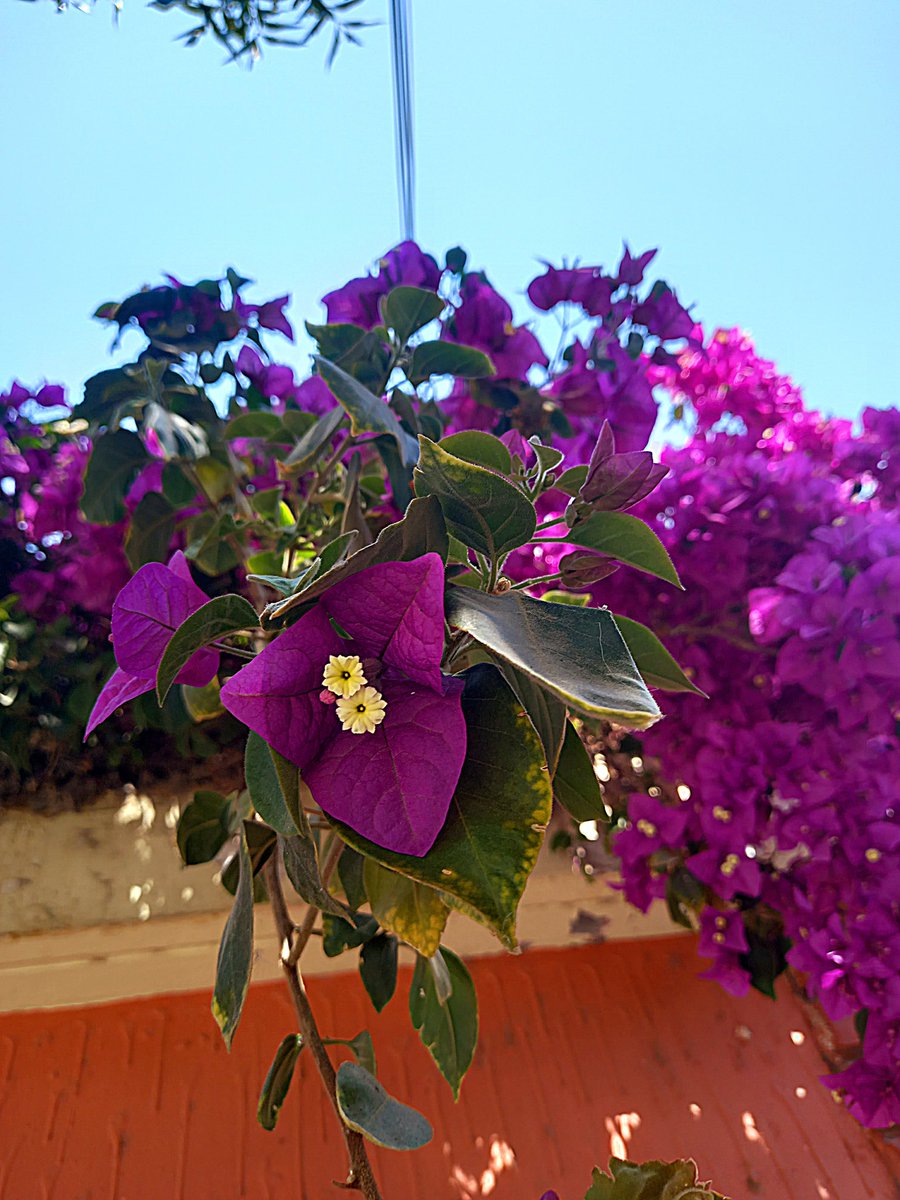 cathesbar's tweet photo. Siempre es una inspiración la naturaleza 🌺🌺🌺 https://t.co/QowXIUs4B3