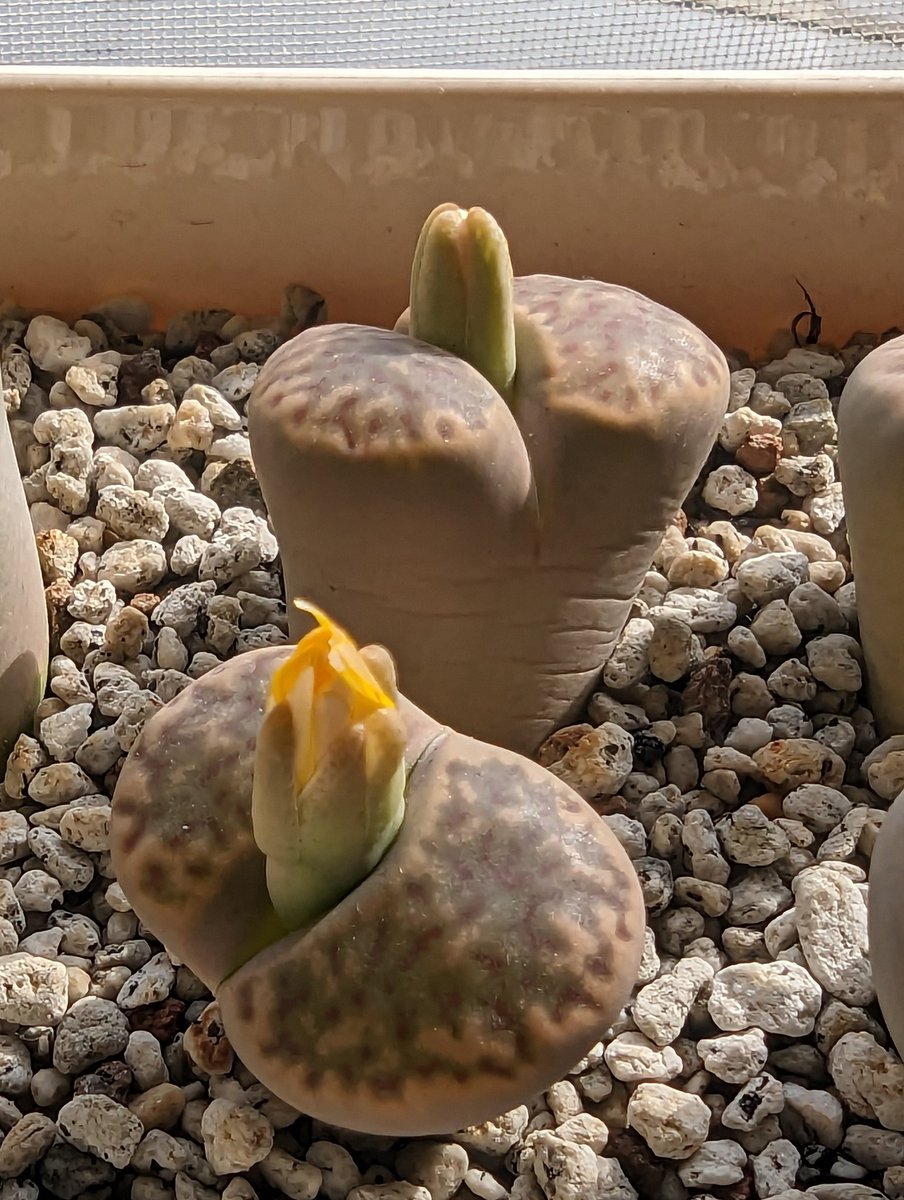 anikie_1's tweet photo. 明日か明後日には咲きそう🌼😆 #リトープス #Lithops #リトープスの花 #Lithopsflower https://t.co/pfYZ9Cn0h8