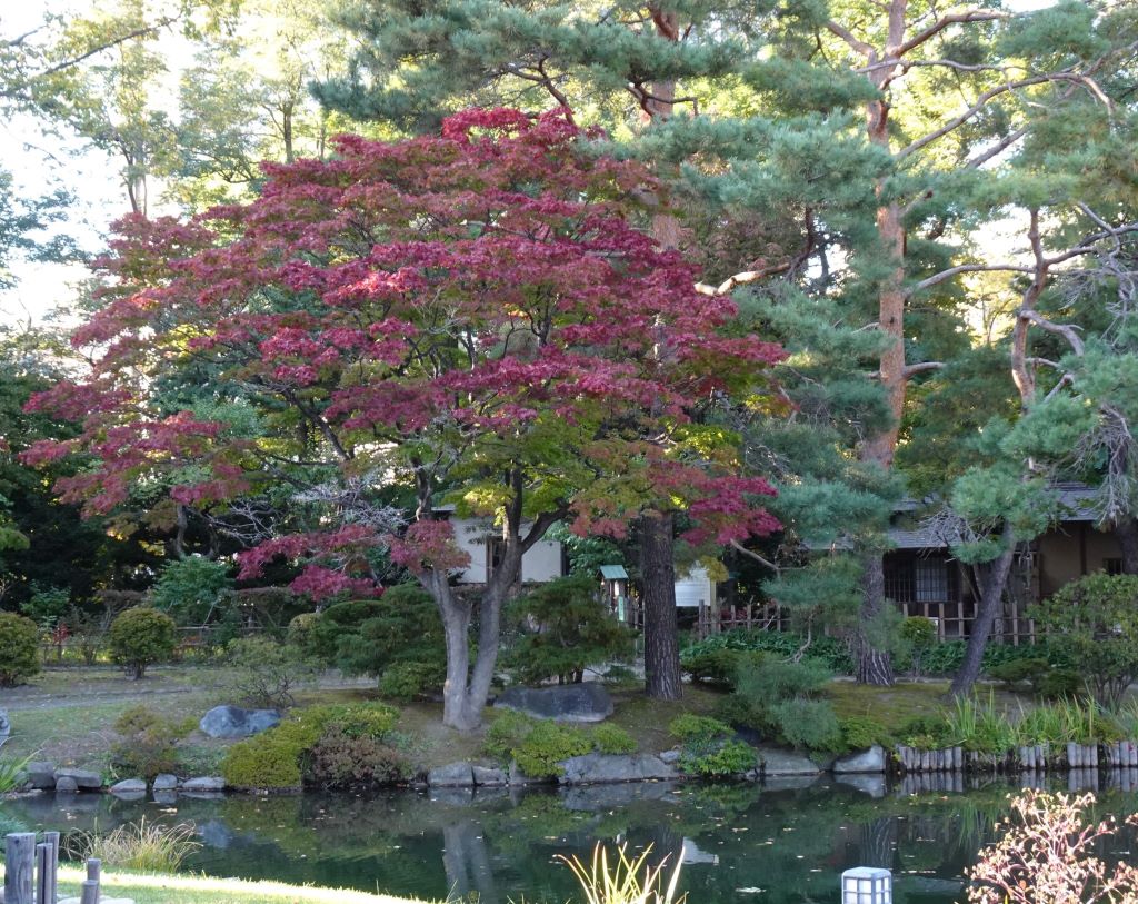 中島公園の日本庭園で
赤く色づいた木々がありました。

#中島公園 #札幌 #北海道 
#秋 #紅葉 
#uhbお天気チーム 
#NakajimaPark #Sapporo #Hokkaido 
#autumn #autumnleaves