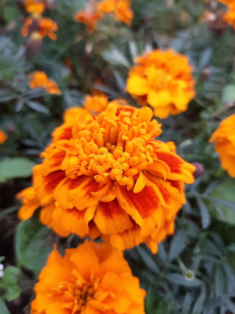 Adam_Feu's tweet photo. @aimseytwo Taking pictures of flowers became my motivation to go outside during the darker moments of my depression and those are some of my favorite shots! https://t.co/G5jz9cmjEe