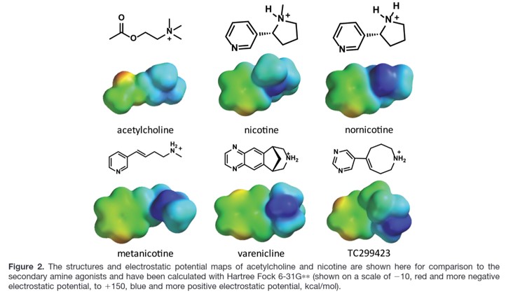 D_B_McConnell's tweet photo. Have a look at the electrostatic potentials around these amines. Clearly the NH protons are the strongest H-bond donors but the CHs alpha to the nitrogen are also strong donors. Great for cation-pi interactions. https://t.co/ZZwAlBVK4g