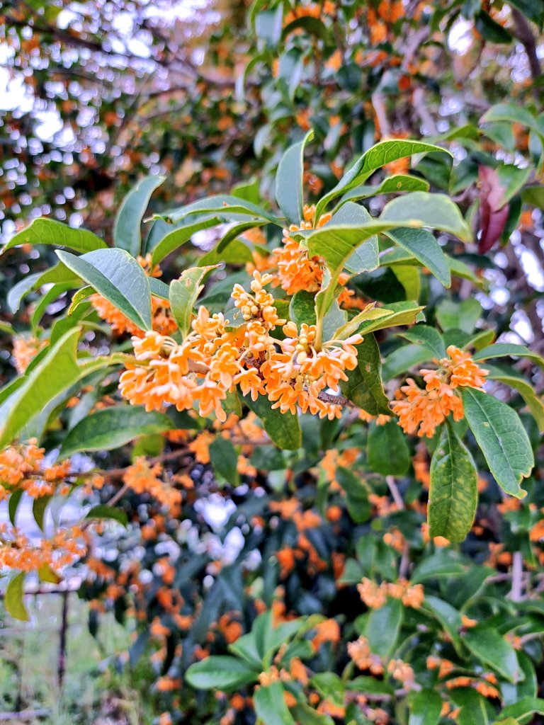 aka_romi's tweet photo. 금목서 향이 어마어마어마합니다. https://t.co/RoVnFthpwI