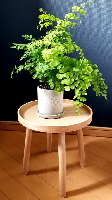 「植木鉢 テーブル」のTwitter画像/イラスト(新着)