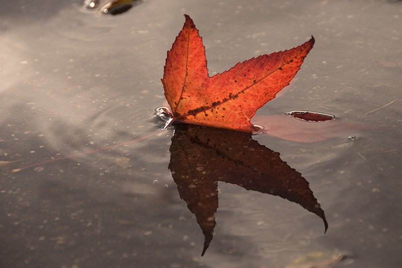 MRTfotografie's tweet photo. Goedemorgen!
#weekendleesvoer
Het mooiste fotografie seizoen is nu echt aangebroken. Tips om mooie plaatjes te maken: https://t.co/38OqNXpBrx
Fijn weekend!!
๐๐โ๏ธ๐โโ๏ธ https://t.co/dNnYzALYxs