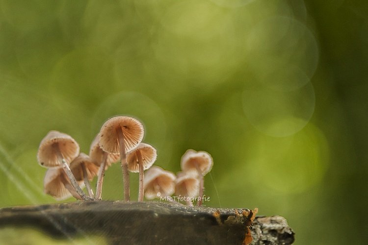 MRTfotografie's tweet photo. Goedemorgen!
#weekendleesvoer
Het mooiste fotografie seizoen is nu echt aangebroken. Tips om mooie plaatjes te maken: https://t.co/38OqNXpBrx
Fijn weekend!!
๐๐โ๏ธ๐โโ๏ธ https://t.co/dNnYzALYxs