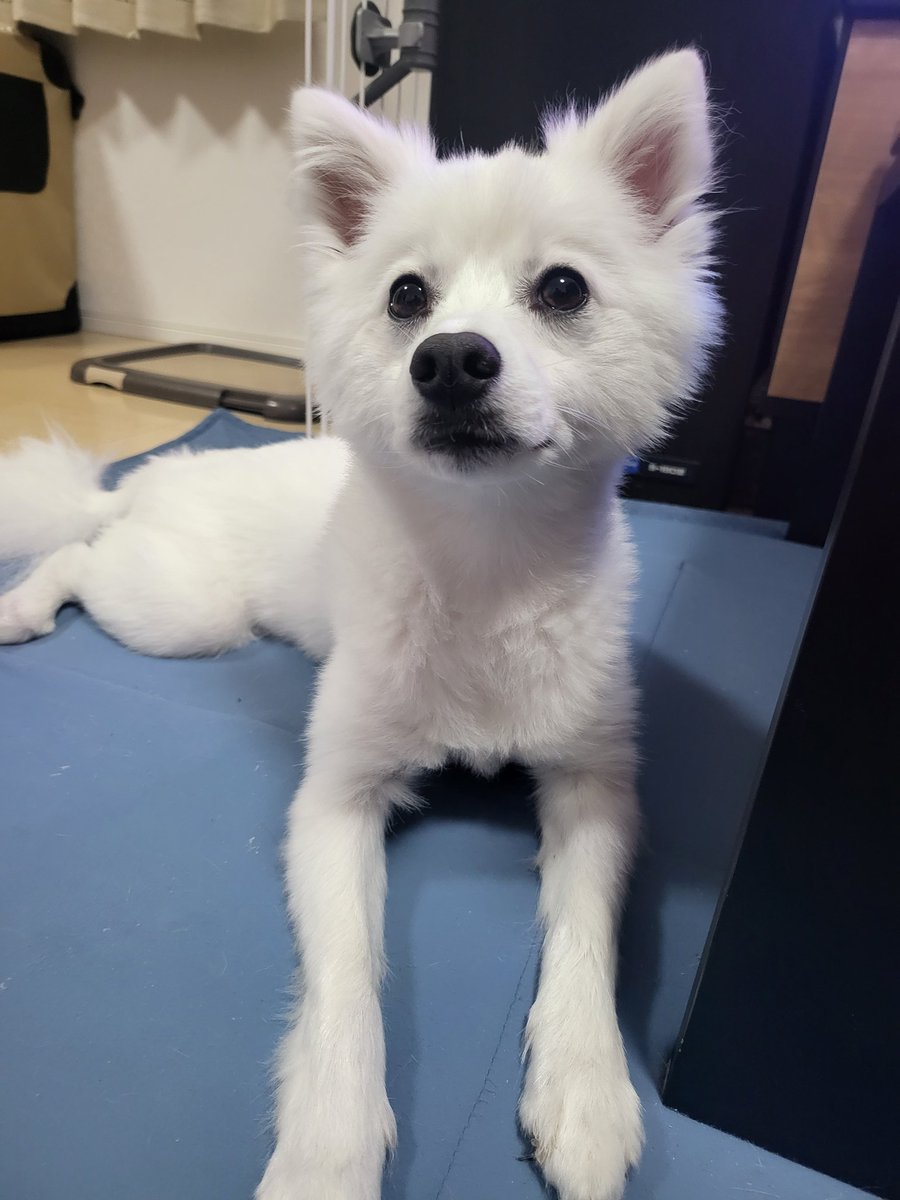 hirussyi's tweet photo. リンがいなくなって59日。

Ｘに迷子犬の情報が結構流れてきて、そのわんちゃんは大体2・3日で見つかりましたー ってなってるんだよね。

何でうちだけ見つからないかな。

ホント何でもいいんで情報お願いします。

#迷子犬
#日本スピッツ
#拡散希望 https://t.co/YG8472bODj