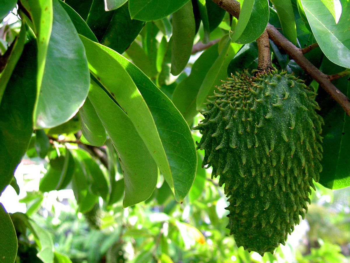 HerbalistChief's tweet photo. If you have family history of breast cancer, drink soursop leaves tea as often as possible. It has strong antioxidant property which prevents cancer. 

Dry the leaves, grind it into powder and add hot water to 2 tablespoonful and drink it as tea once daily.

Retweet 🔄
#NoBraDay https://t.co/9fBFRXgpuM