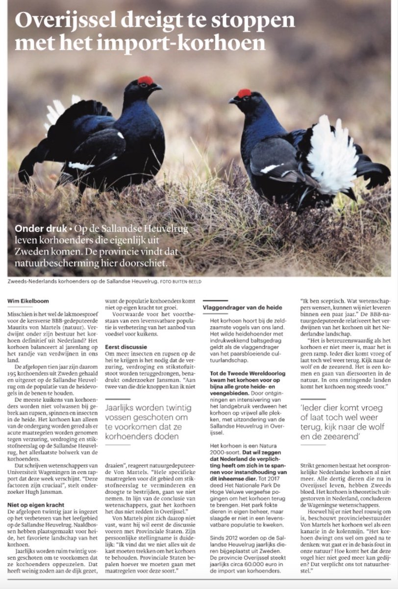 Als er niets gebeurt aan stikstofdepositie, verzuring en verdroging sterven allerlaatste  korhoenders Nederland snel uit, waarschuwen wetenschappers <a href="/WUR/">Wageningen U&R</a> in nieuw rapport.
‘Wij kunnen die wensen niet leveren’, reageert natuurgedeputeerde <a href="/mvonmartels/">Maurits von Martels</a> in gesprek met mij in <a href="/trouw/">Trouw</a>