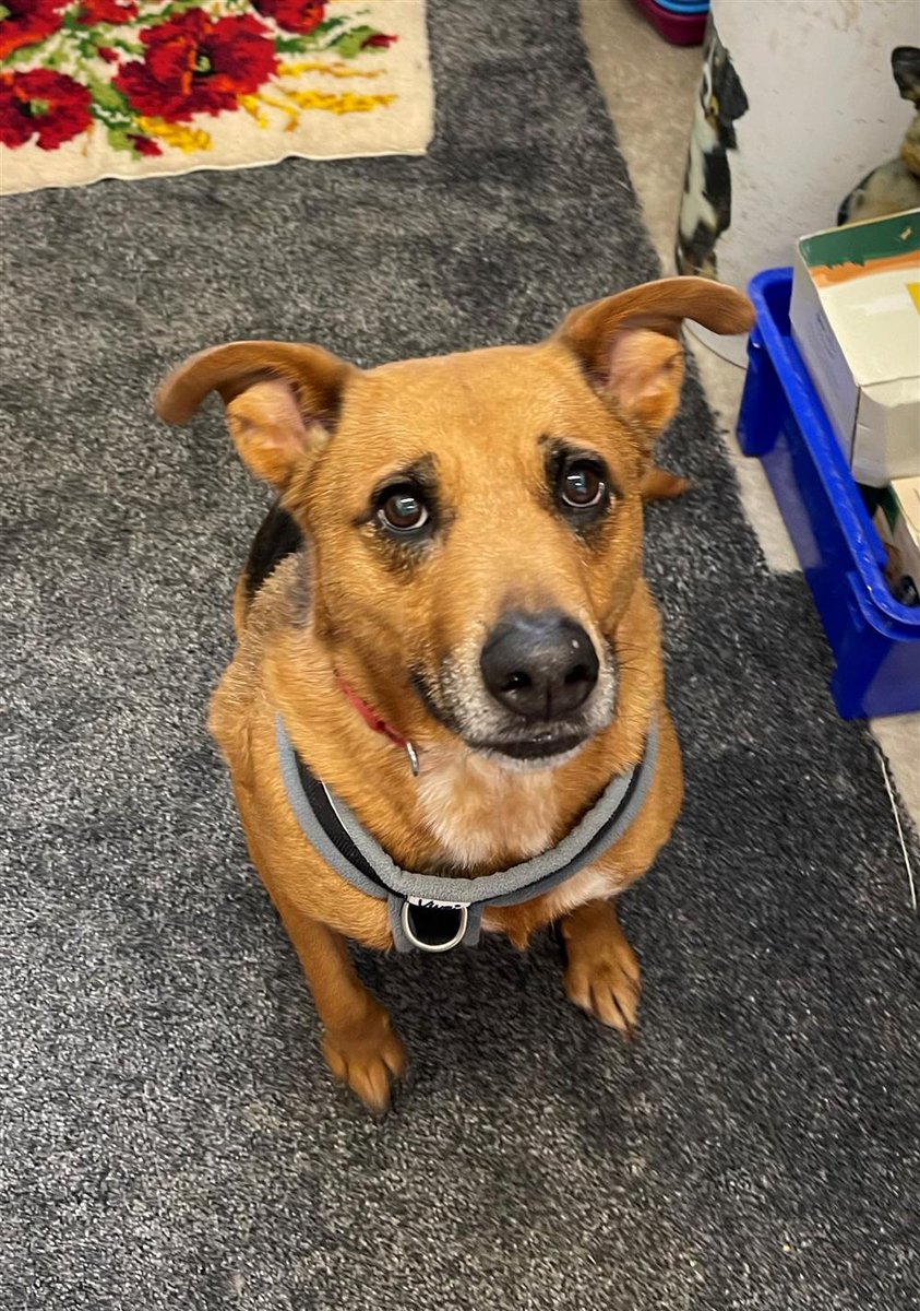 AdoptionsUk's tweet photo. Please retweet to help Nyla find a home #LANCASHIRE #UK
Sweet  German Shepherd Cross aged 8. Given up by her owner due to homelessness. She is affectionate, needs to be the only dog and can live with older children✅ DETAILS or APPLY👇
https://t.co/VvD6WeTbFM… #dogs https://t.co/aBZy94xq2P