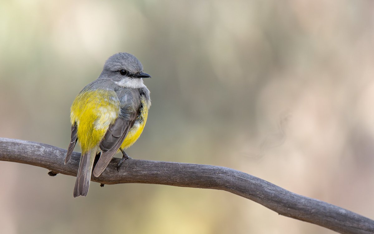 Tim Henderson (@tim_ecology) on Twitter photo Western Yellow Robin from Dryandra #birdphotography #birdwatching #BirdsSeenIn2023 Western Yellow Robin from Dryandra #birdphotography #birdwatching #BirdsSeenIn2023
