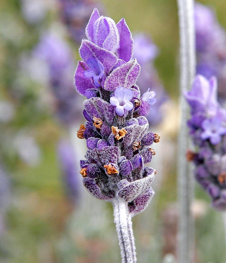 ddjewelshop.etsy.com/listing/118944…
💜LAVENDER💜COLLECTION