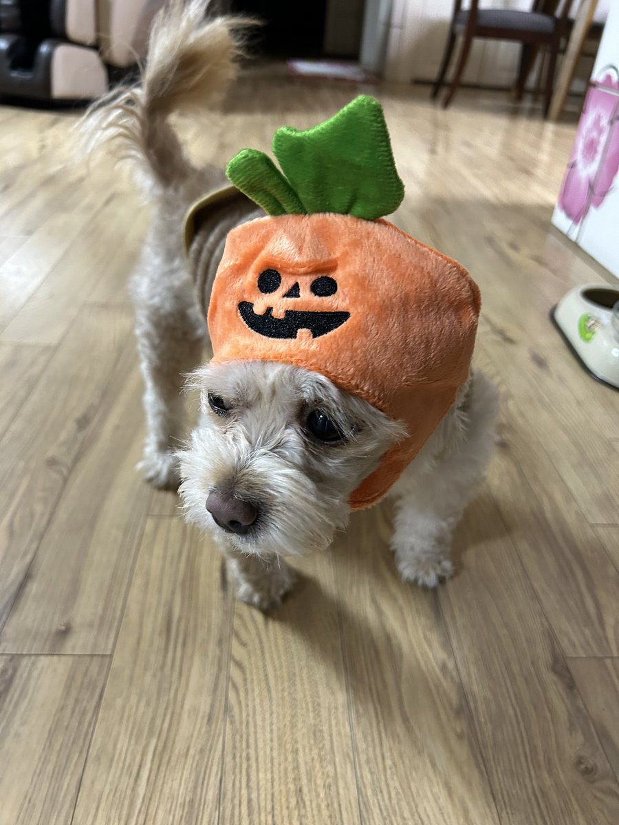 할로윈강아띠 무료공개..