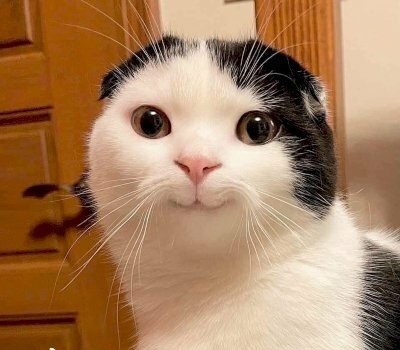 Cat.eth tweet media