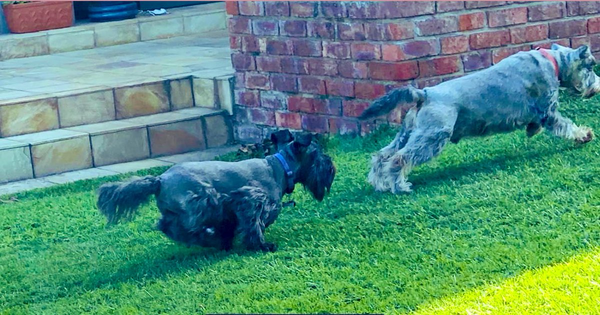 The race #bestfriends #dogfriends #schnaucherfriends #furryfriends #pets #petsonSaturday