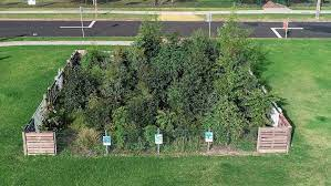ReforestB's tweet photo. A project by Societree to plant 96 microforests at schools across Plymouth, Devon has begun
Microforests are small, dense forests that are a mixture of trees and plants that produce remarkable biodiversity for their size.
https://t.co/A0f79fUzd3 https://t.co/19kZWLp7Fj