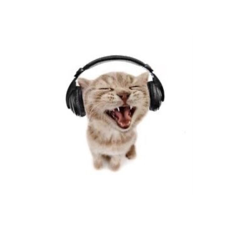 looking for mutuals ,, day 2 / 10
❍     ݁     they/xe 6teen     ☆       ۪       𓈀
audhd  ,  i ♡ vocaloid pjsk musicals
✦ ㅤ ㅤ . 　⁺ 　 . ✦ . 　⁺ 　 . ㅤㅤ ✦.