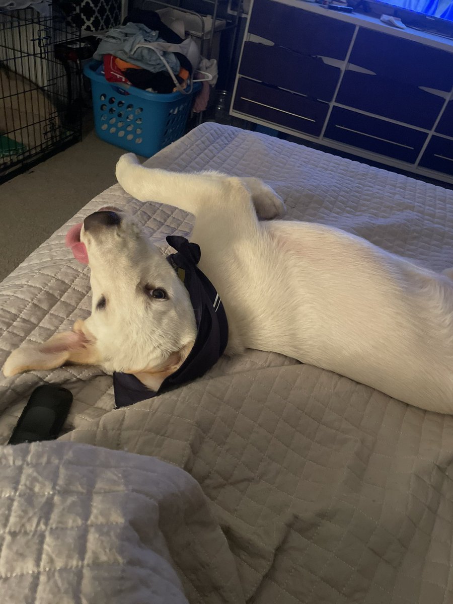 _jaydincotter's tweet photo. @MillerLite this is my dog and he thinks your beer is the best. please don’t disappoint my dog. we love you😂🫶🏼 https://t.co/i7deZ8LAam
